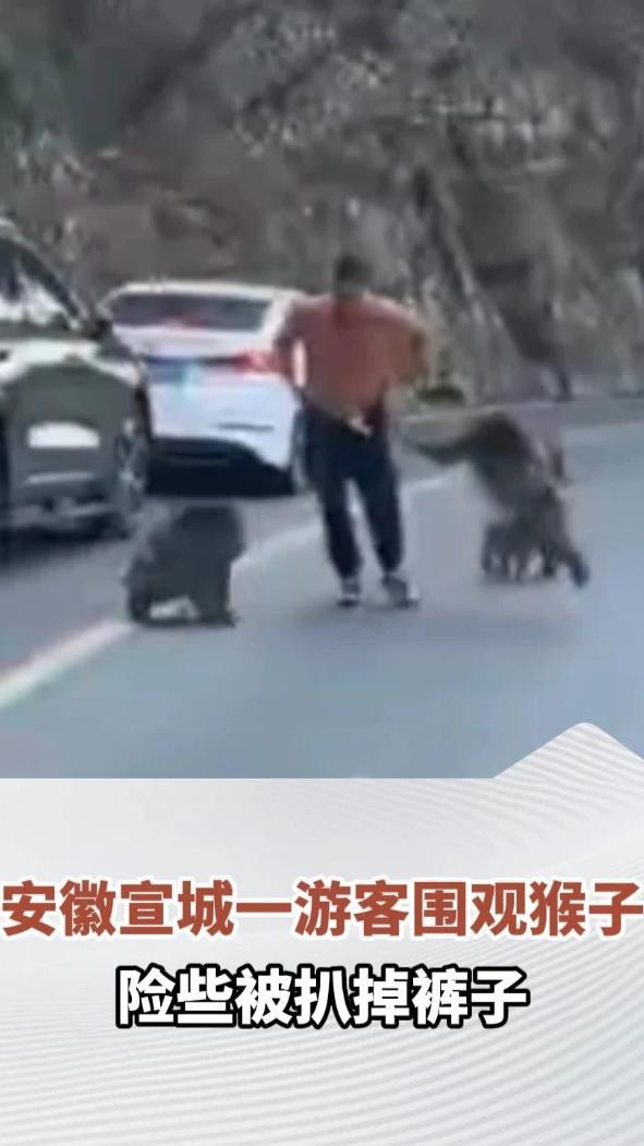 安徽宣城一游客围观猴子，未料被猴子围着扒裤子，目击者：这群猴子比较凶