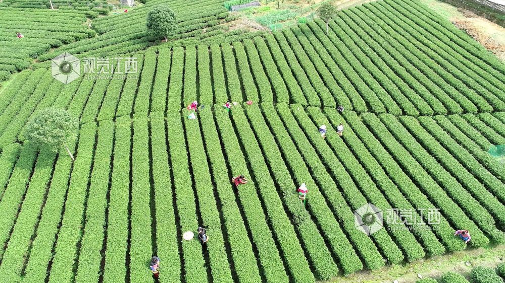 2026年3月17日，随着气温持续回升，江西省吉安市遂川县万亩茶园迎来春茶采摘季。