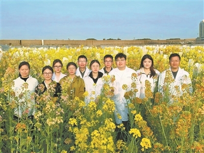 彩色油菜花科研团队