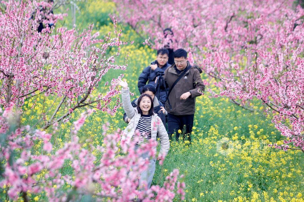 2026年3月16日，在江西省吉安市峡江县金坪民族乡新民村桃树种植基地，游客在赏花拍照。