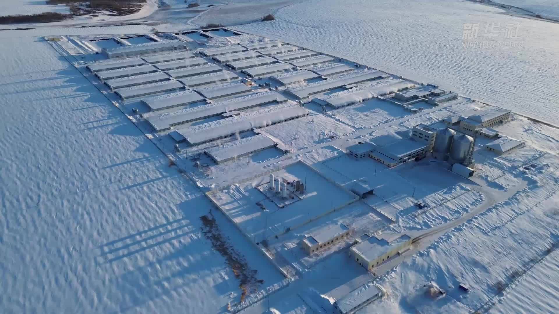 内蒙古莫旗：京蒙协作赋能生猪产业 绘就乡村振兴新图景