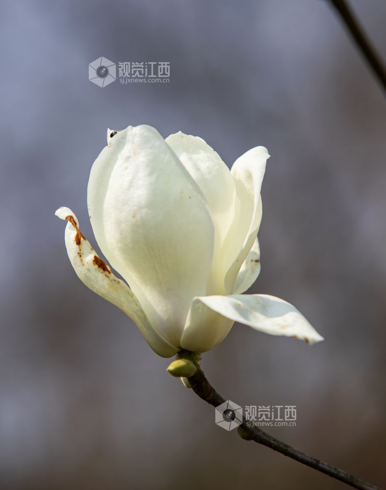 江西分宜：玉兰竞绽放 春景醉人心（图）