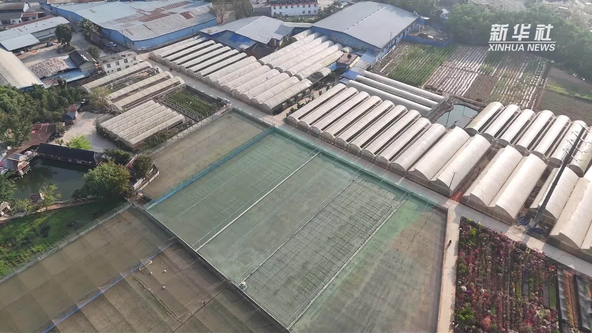 云南西双版纳春耕忙 多举措守护稻种“芯片”