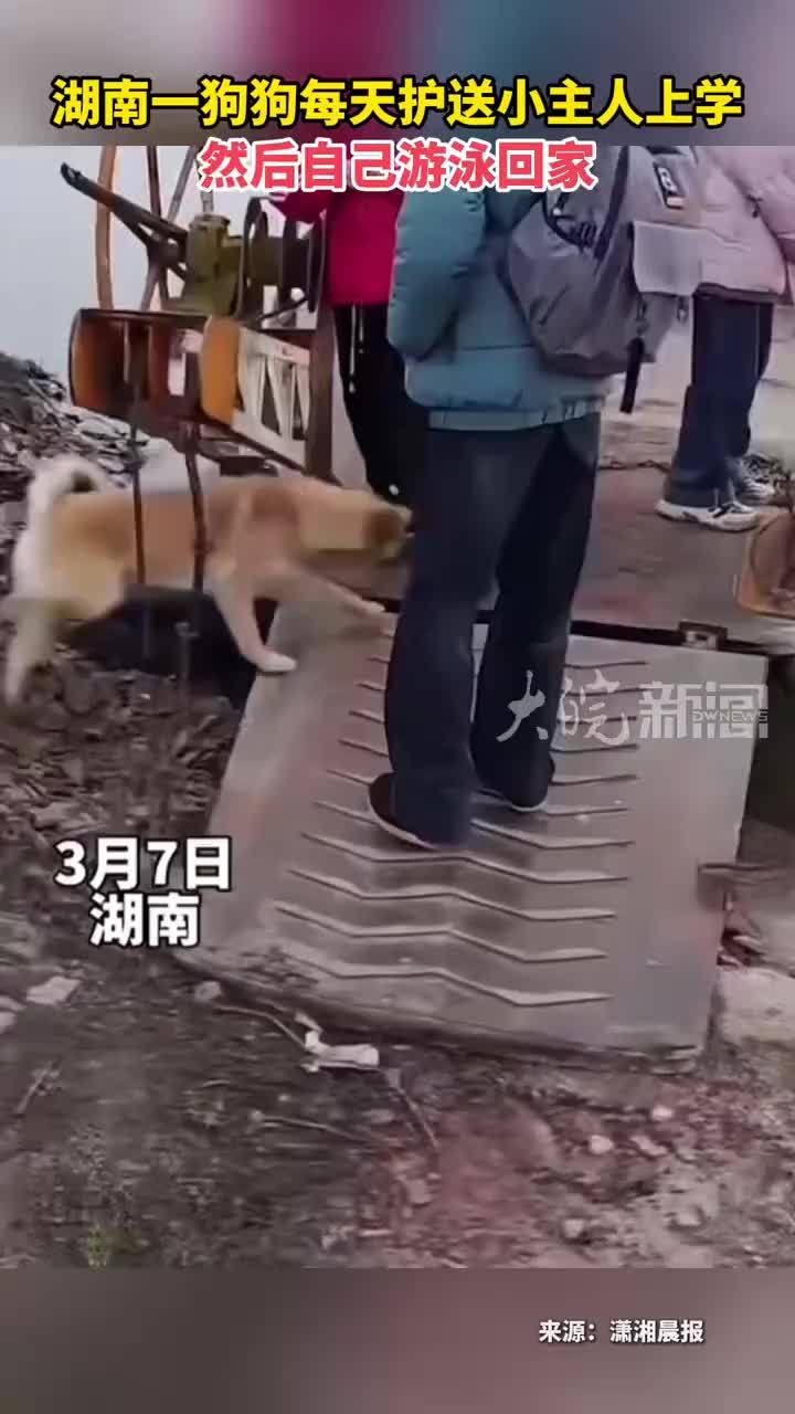 湖南一狗狗每天护送小主人上学然后自己游泳回家
