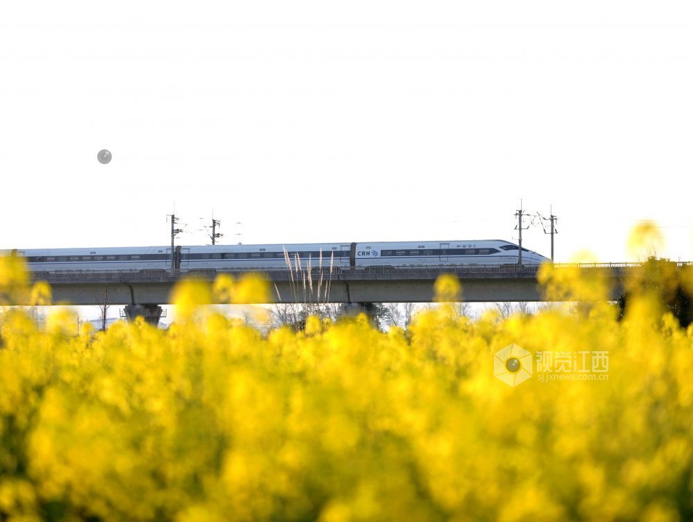 江西分宜：高铁穿行花海（图）