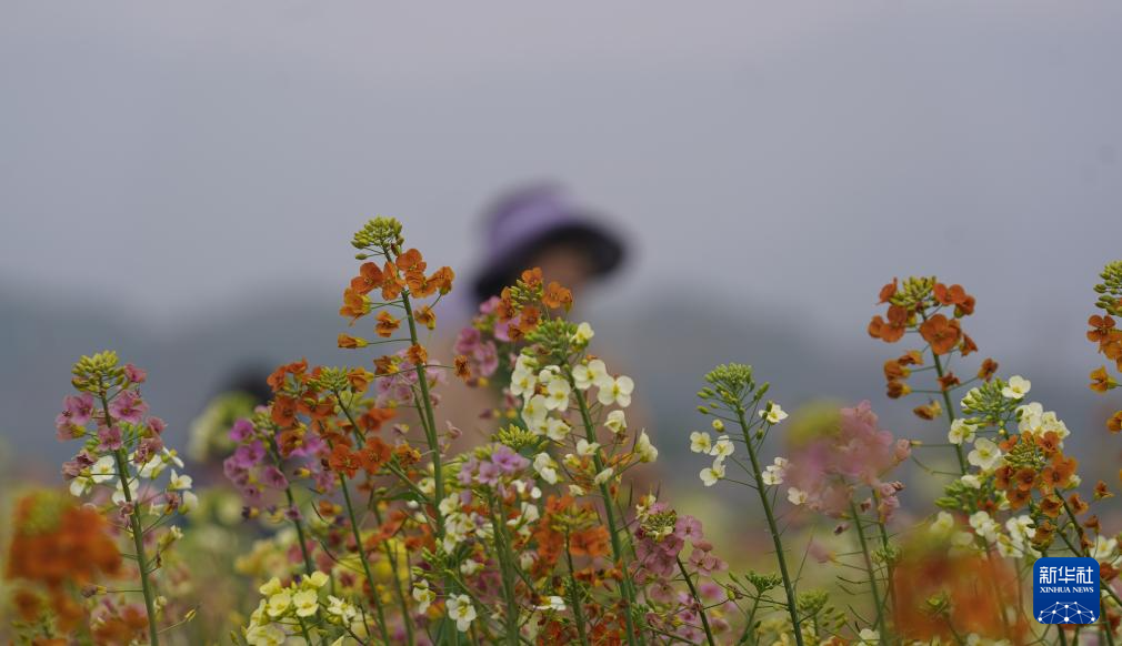 这是3月15日拍摄的彩色油菜花。