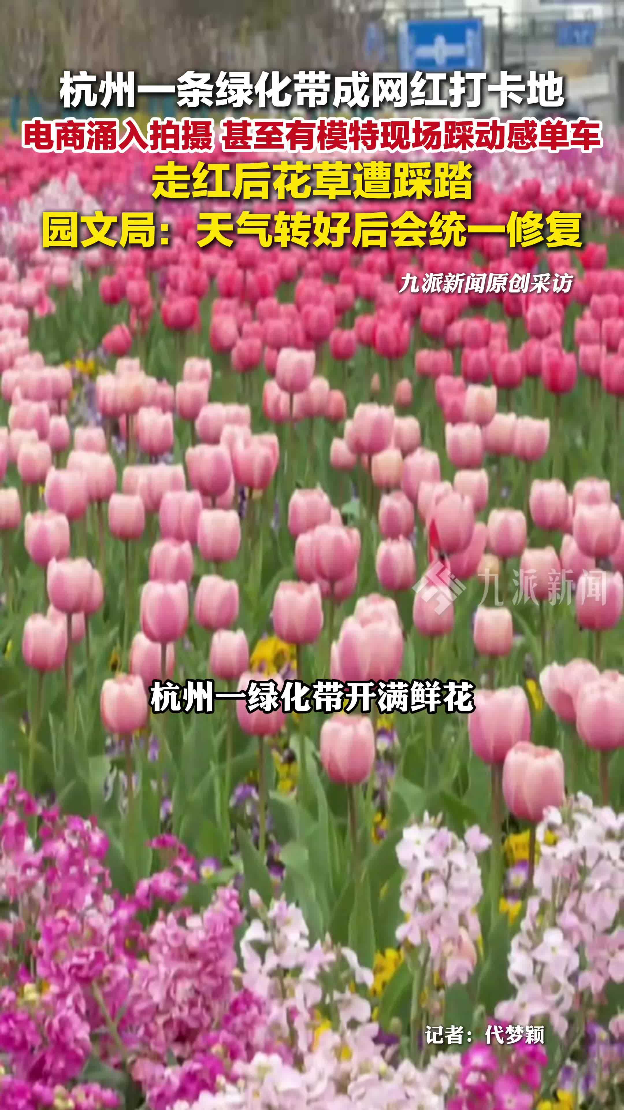 杭州绿化带走红后花草遭踩踏，园文局：天气转好后会统一修复