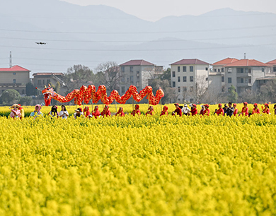 南昌：万亩金花迎客来