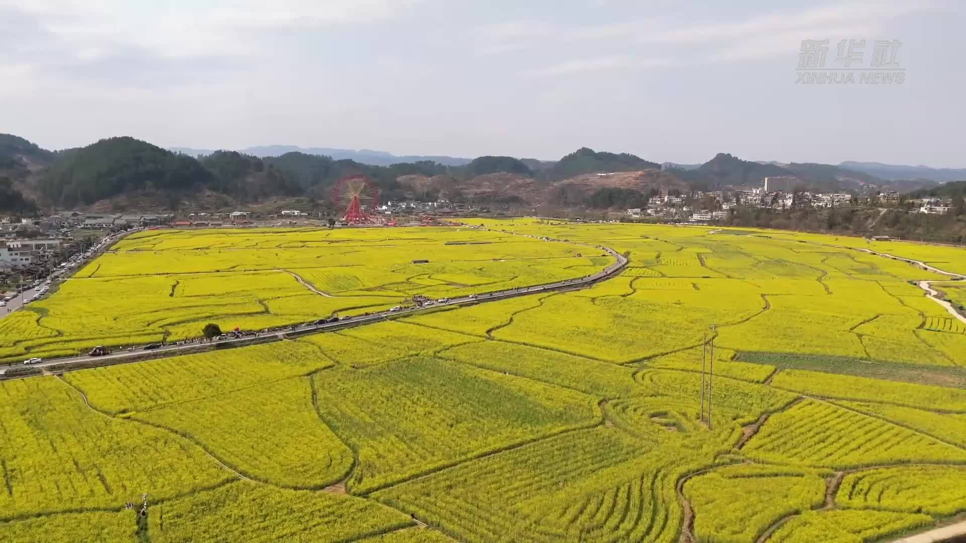 漫步“金海雪山”邂逅“金色经济”