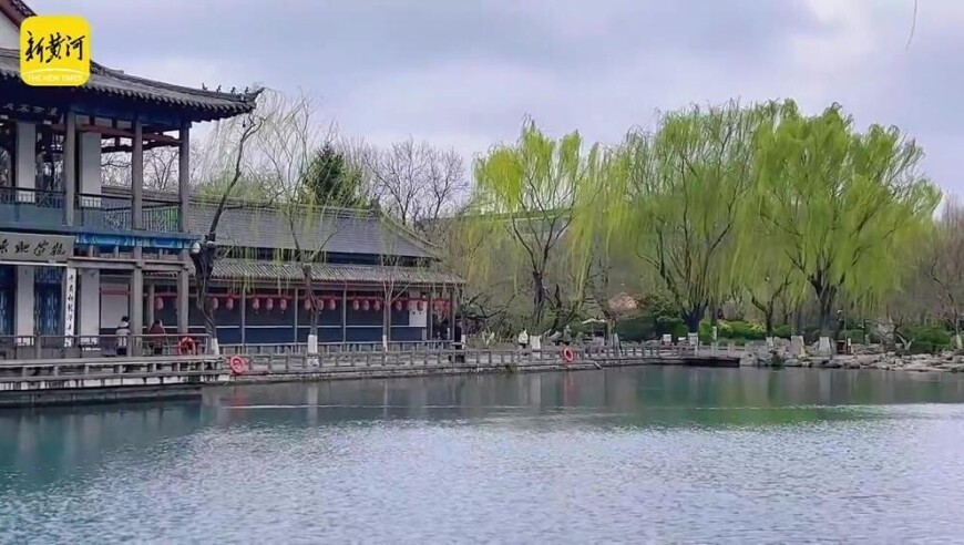 春雨润花待客来，五龙潭樱花节本周六启幕