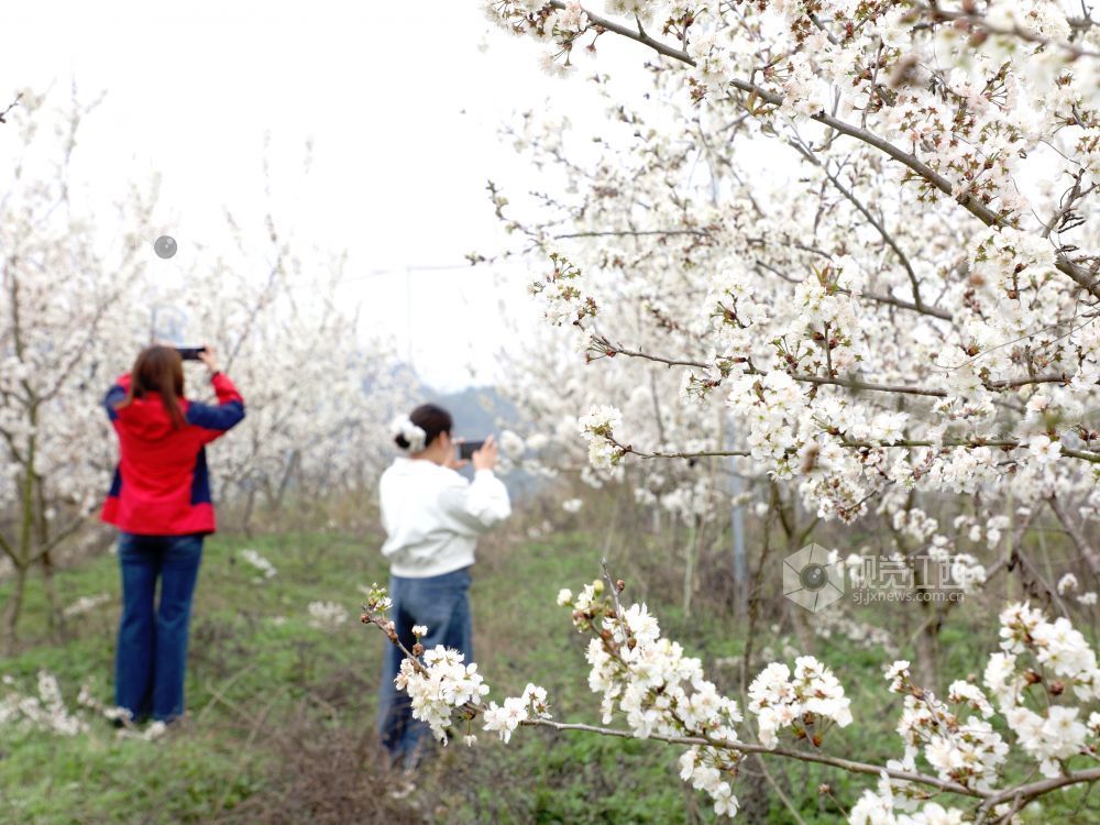江西分宜：樱花盛开醉游人（图）