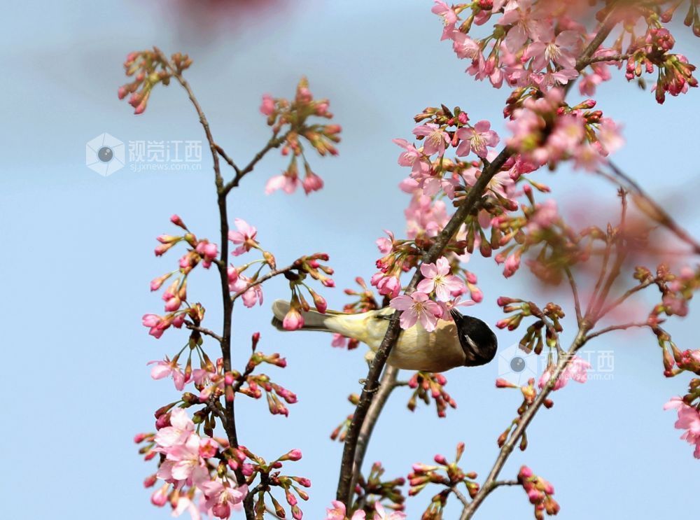 江西分宜：枝头春意浓 灵鸟花间戏（图）