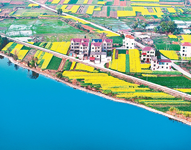 泰和县：金色田园景如画