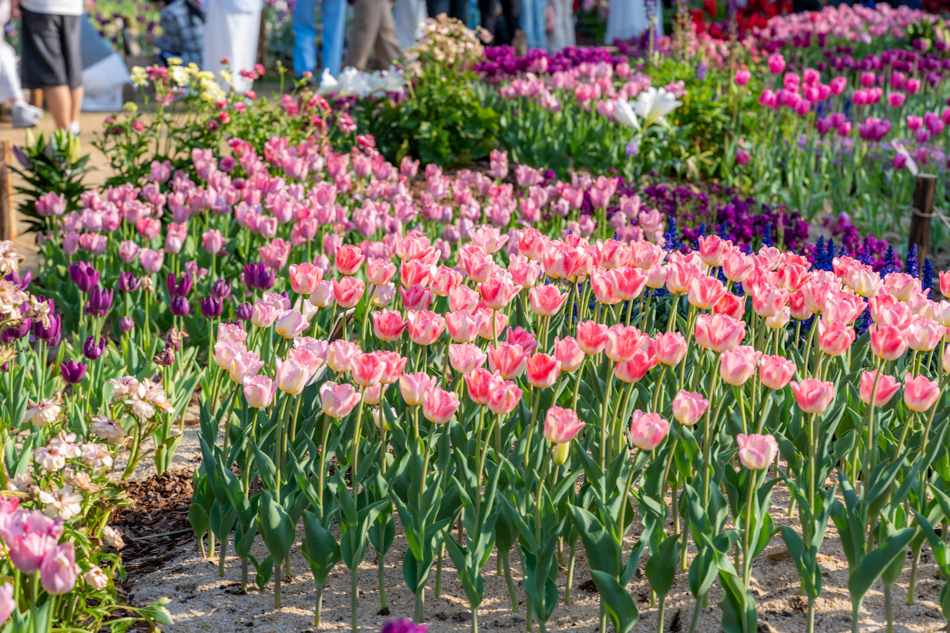 全域联动景生金 西海岸新区唱响“赏花经济”新乐章