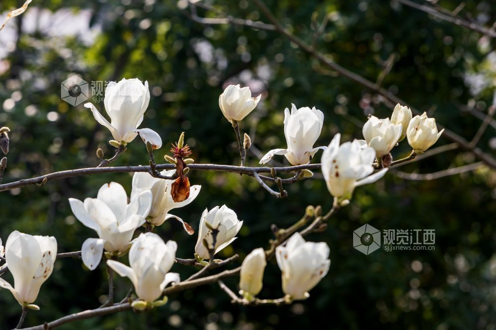 江西分宜：玉兰竞绽放 春景醉人心（图）