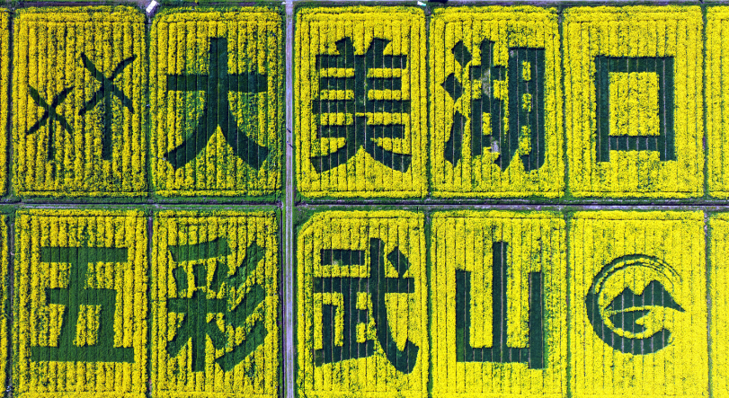 九江湖口：万亩油菜花竞相绽放 乡村赏花游持续升温