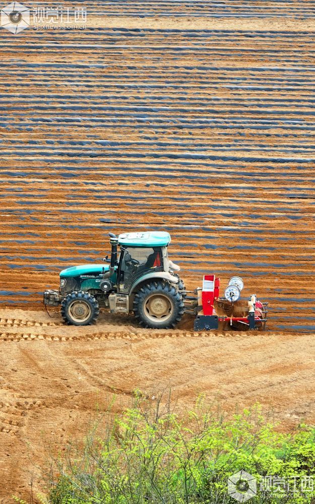 江西泰和：农机覆膜作业忙（图）