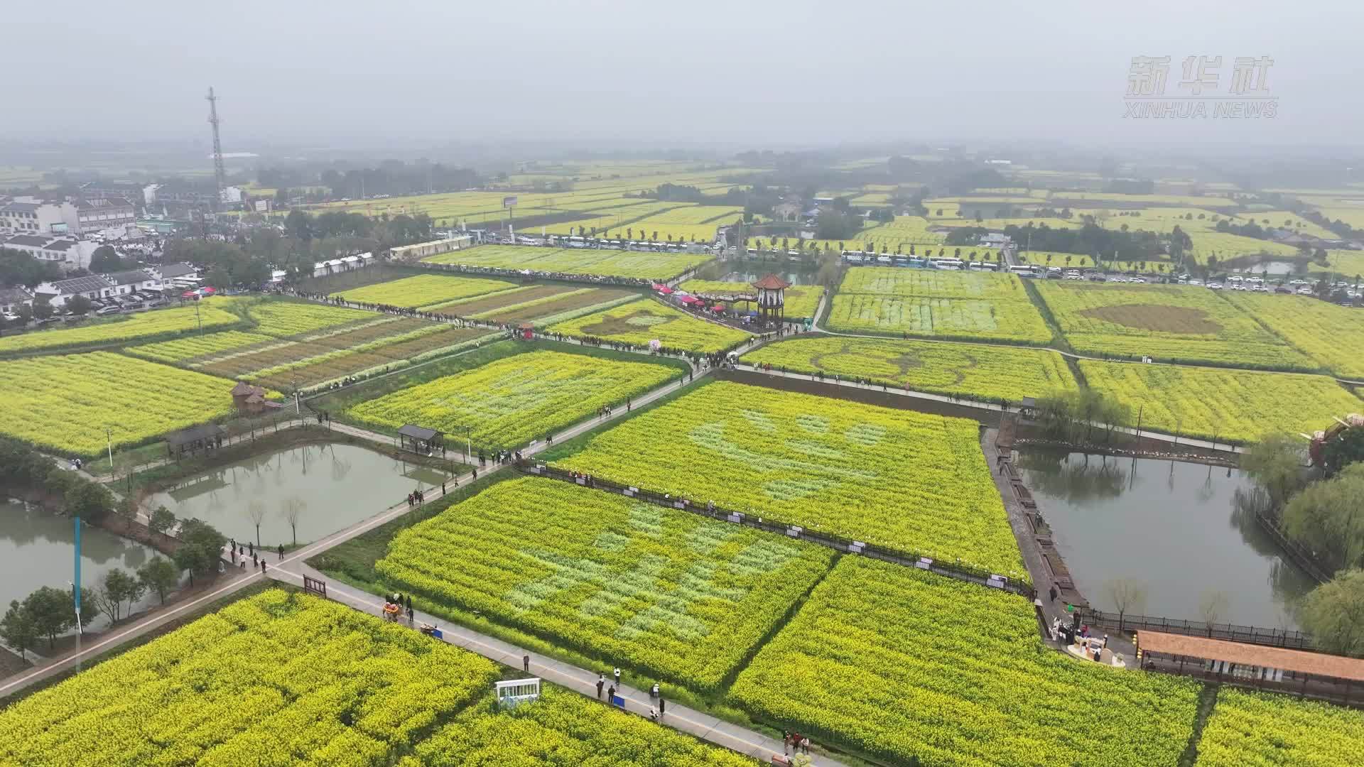 春来湖北 感受油菜花海的“金色交响”