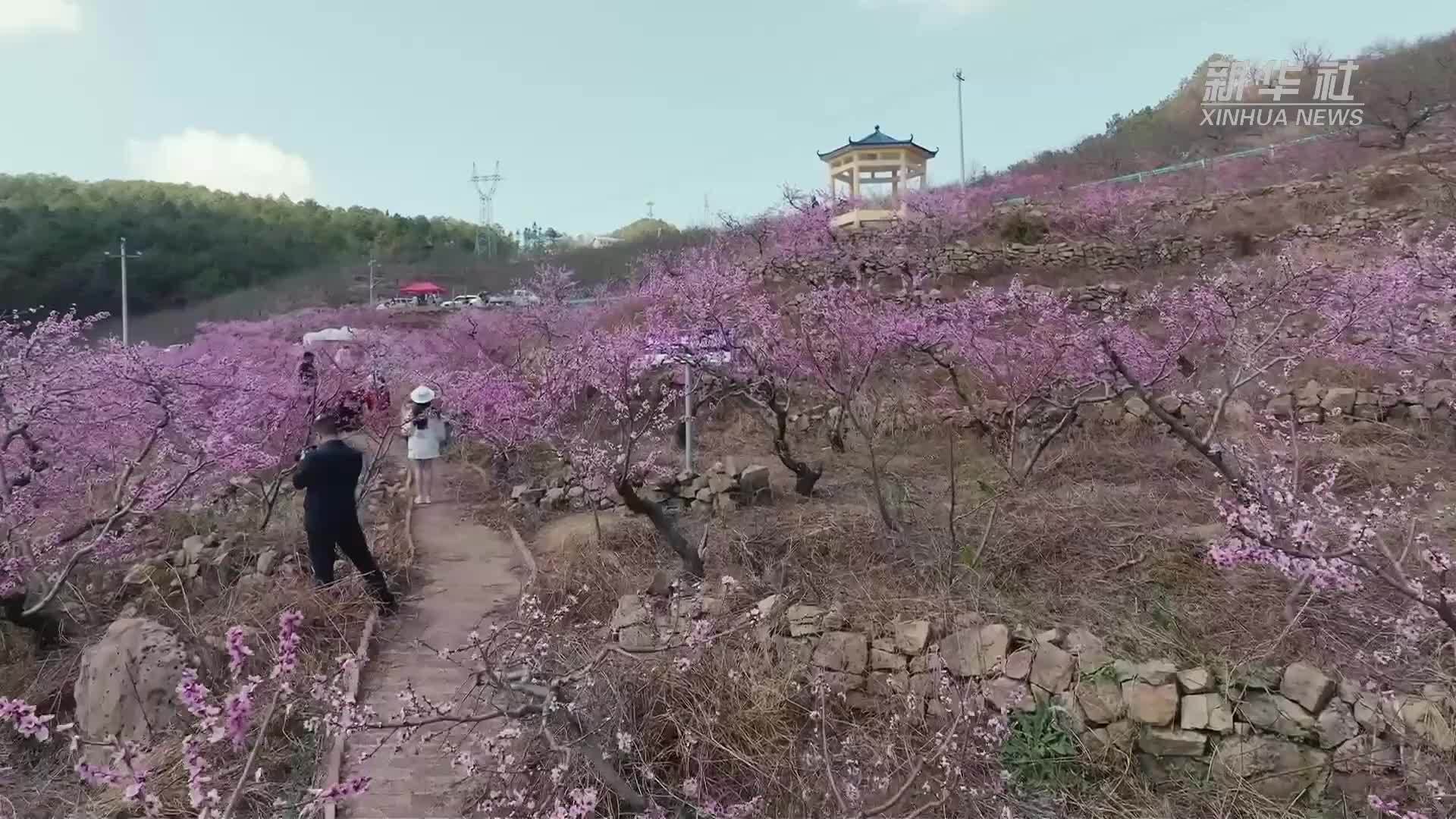 桃红茶绿 邂逅贵州春日“香甜”