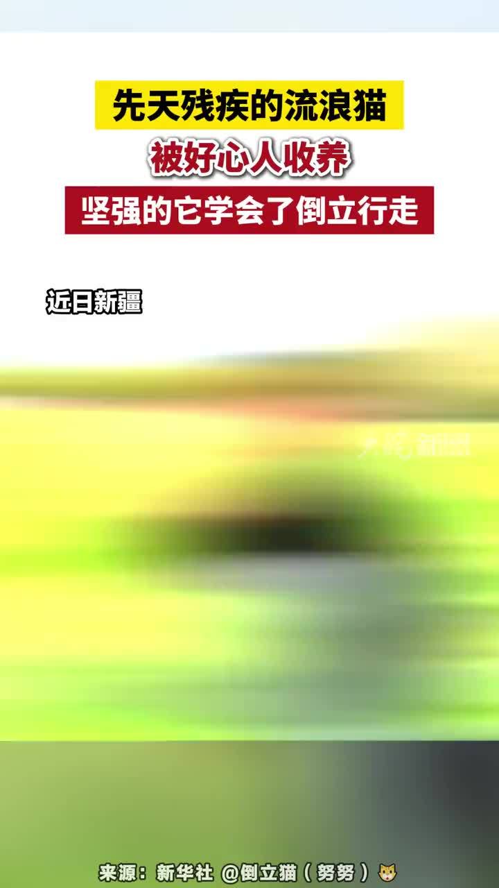 先天残疾的流浪猫被好心人收养，坚强的它学会了倒立行走#倒立猫 #人与猫
