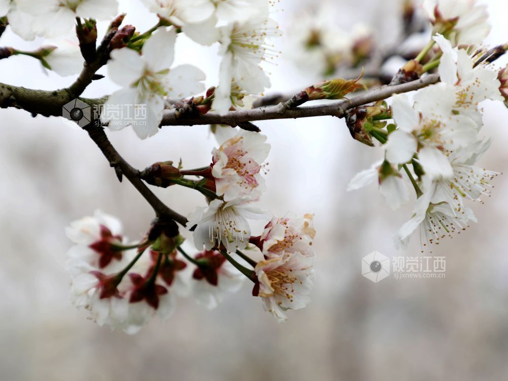 江西分宜：樱花盛开醉游人（图）