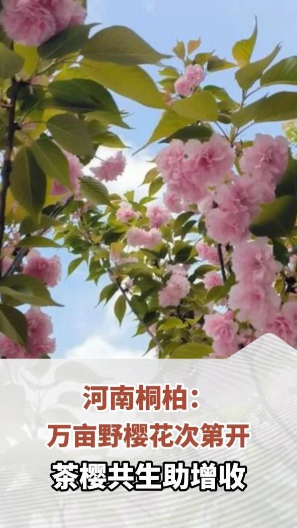 河南桐柏：万亩野樱花次第开，茶樱共生助增收#原来你是这样的河南