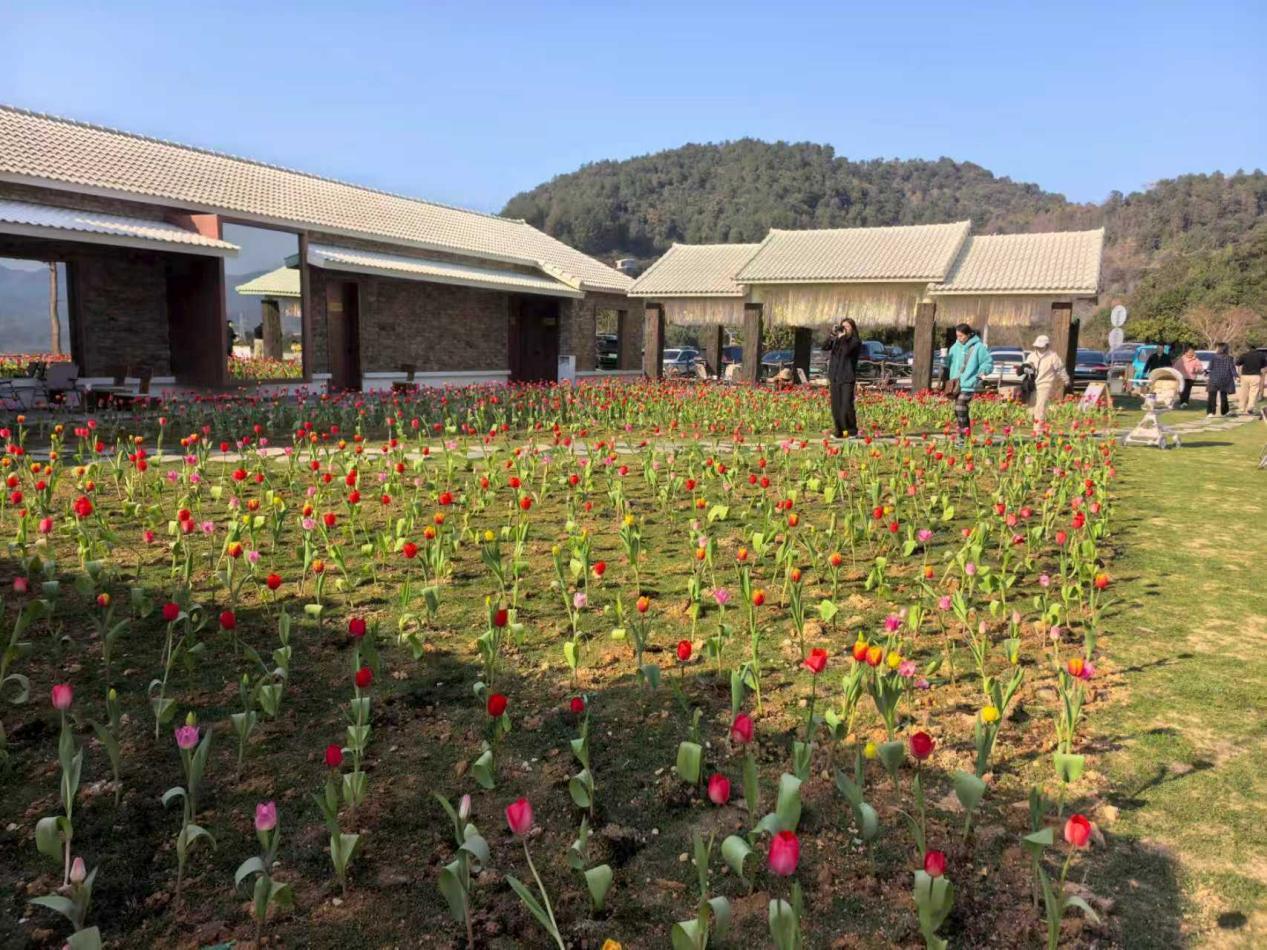 野生樂園的郁金香花海。