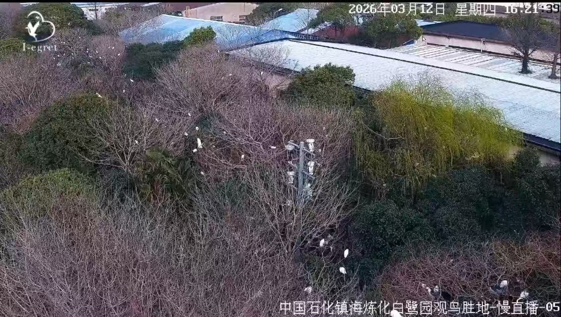 万里迁飞归来 镇海炼化迎来今春首批鹭鸟