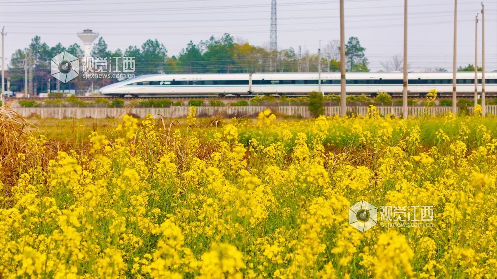3月16日,在江西省吉安市泰和县境内,京九铁路旁百亩油菜花海金浪翻涌。