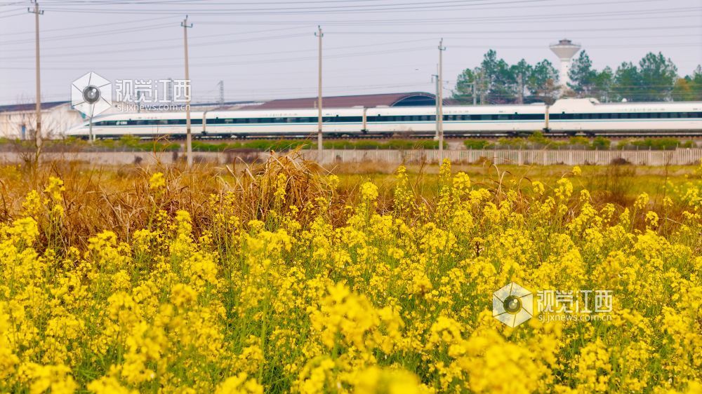 3月16日,在江西省吉安市泰和县境内,京九铁路旁百亩油菜花海金浪翻涌。