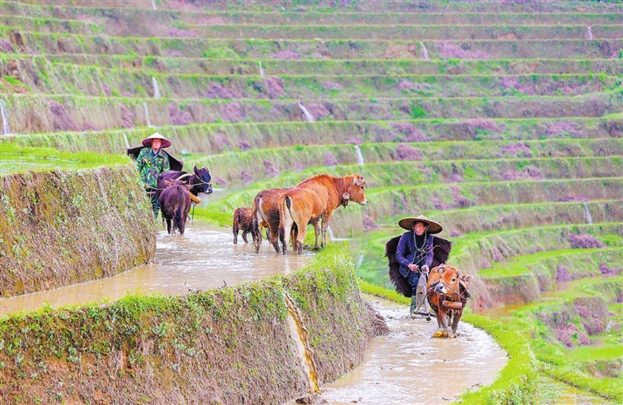 崇义县：耕牛踏水闹春耕（图）