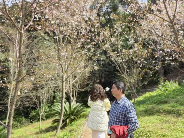 （游客在樱花树下拍照。 彭雅惠 摄）