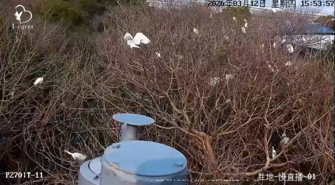 万里迁飞归来 镇海炼化迎来今春首批鹭鸟