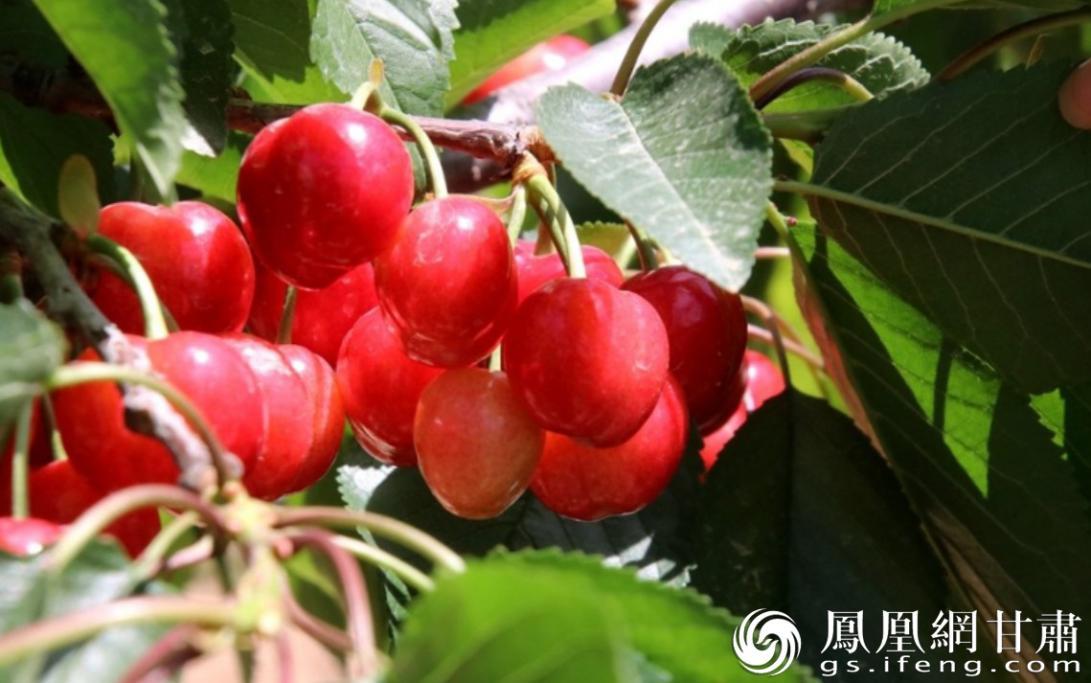 天水是我国最佳的大樱桃生产区域之一　图源自天水市人民政府官网
