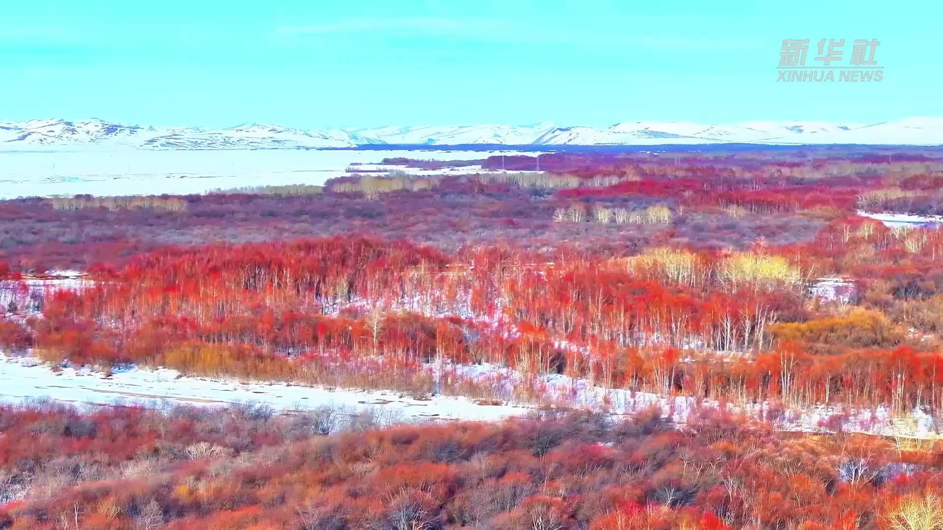 千城胜景｜额尔古纳湿地：冰河初醒 赤柳含春
