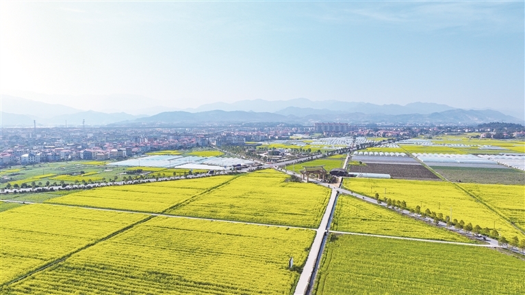 芦溪县：油菜花开乡村美（图）