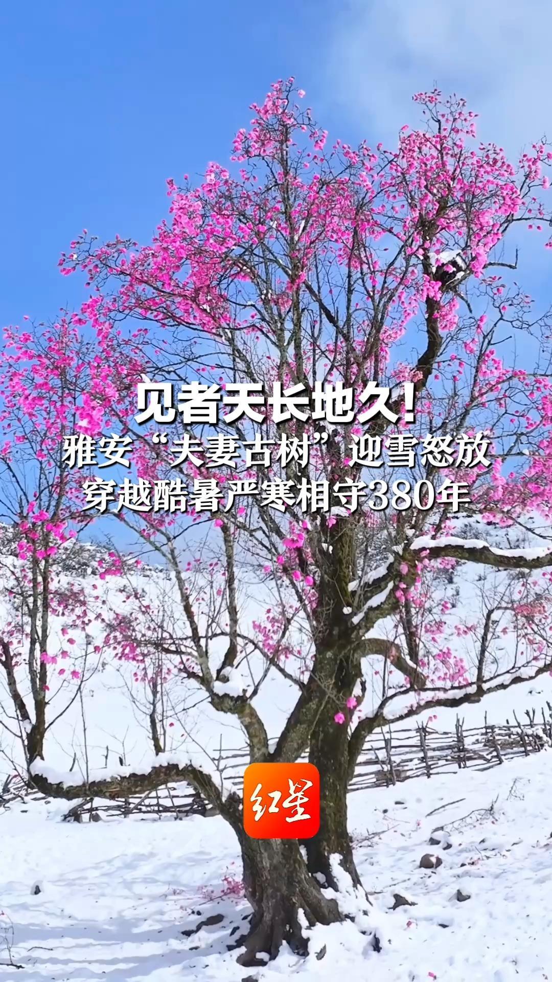 见者天长地久！雅安“夫妻古树”迎雪怒放 穿越酷暑严寒相守380年 系世界濒危物种 情侣快来祈福