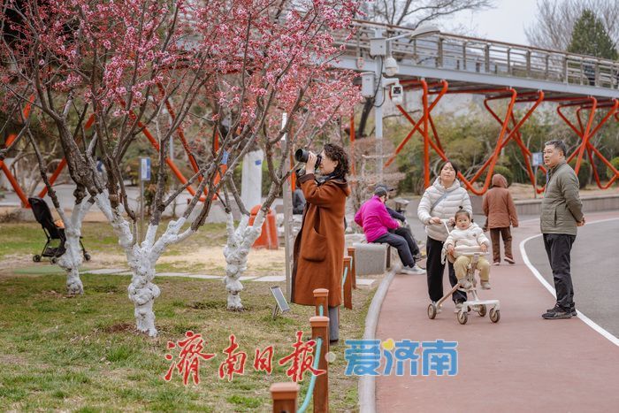 济南泉城公园：山杏花迎春绽放 市民踏青赏春正当时