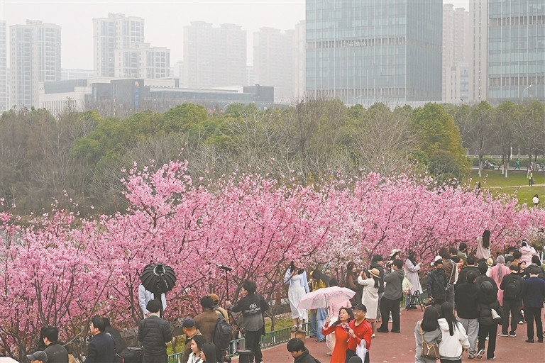 南昌：艾溪湖迎来盛花期（图）