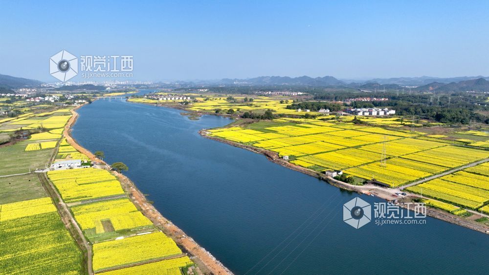 江西分宜：油菜花开 春满大地（图）