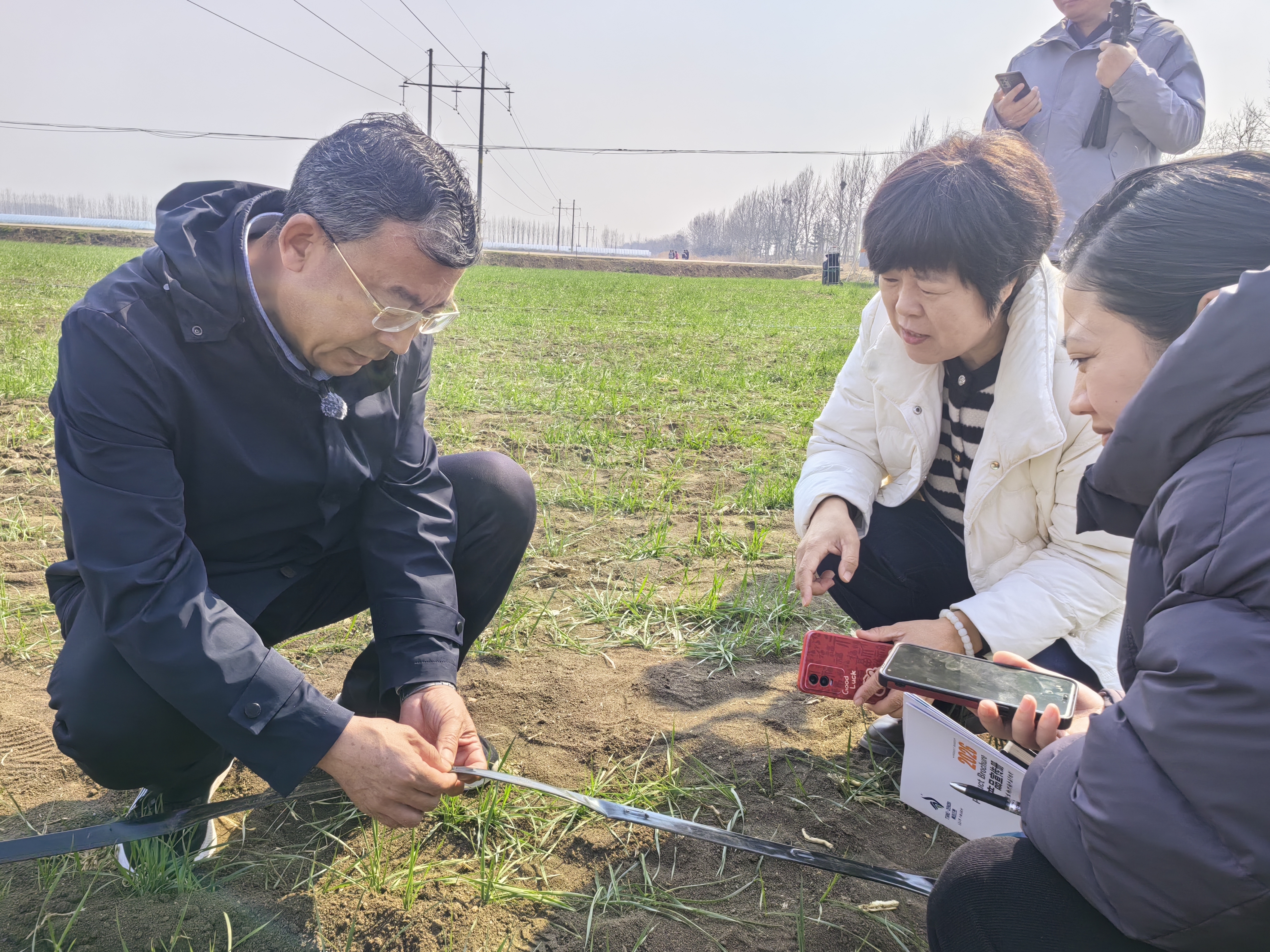 水肥精准“投喂”科技壮苗有方  全市绿色增粮小麦滴灌水肥一体化演示观摩活动在莱西市举行