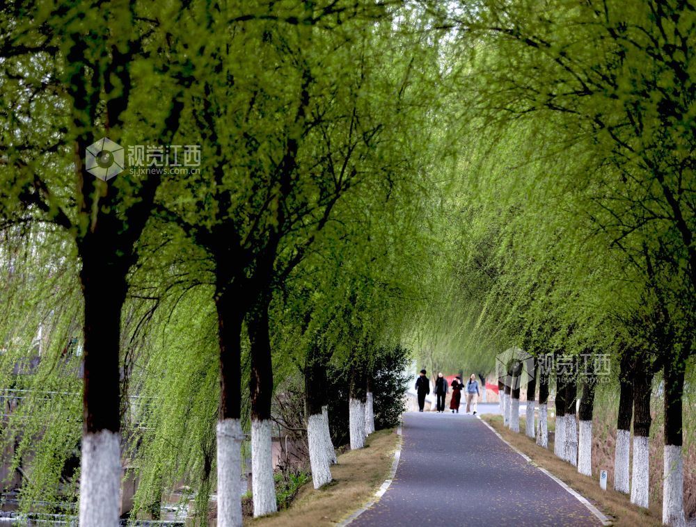 江西分宜：介溪湿地 春色宜人（图）