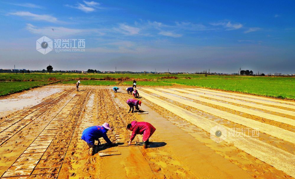 江西新余：早稻育秧忙（图）