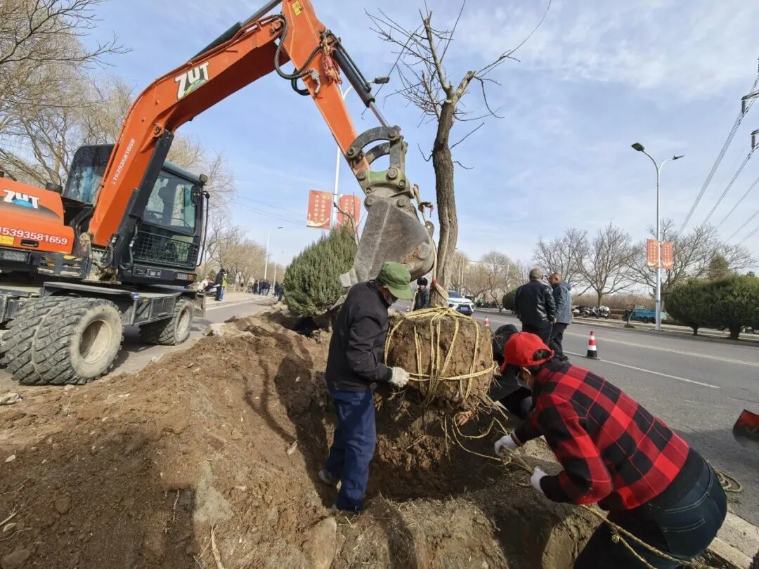 △绿化工人正在移栽树木