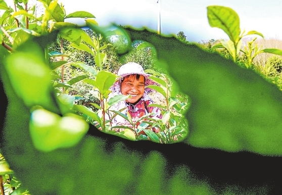 湖口县：春茶吐新芽 茶农采摘忙（图）