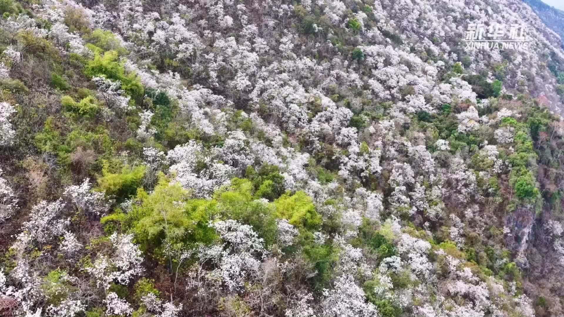 春日“双花香”！云南思茅白花遇上咖啡花
