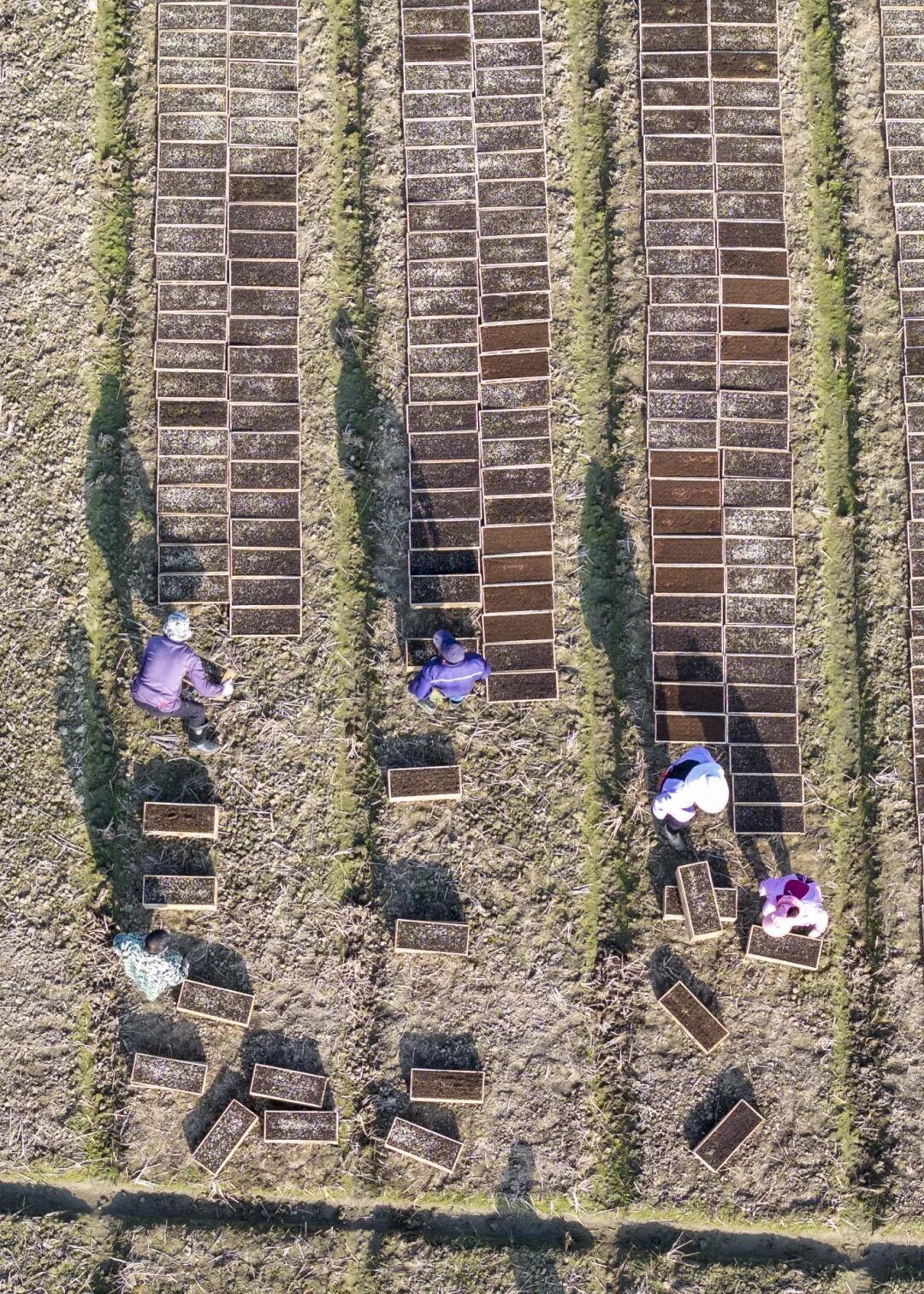 育秧是早稻生產的首要環節。黃家埠鎮上塘村，自動化育秧流水線全速運轉。智慧化、機械化的育秧模式為余姚春耕按下“加速鍵”。張輝/攝