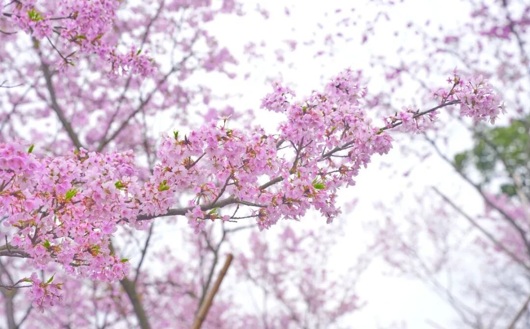 宁波的樱花美成这样了~