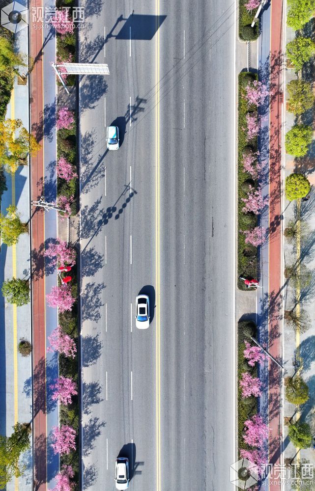 江西芦溪：樱花烂漫春光好（图）