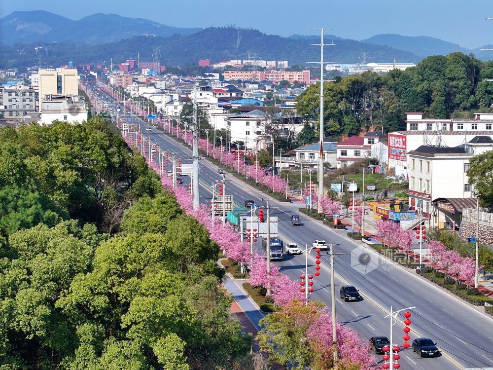江西芦溪：樱花烂漫春光好（图）
